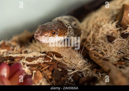 Closeup shot con il fuoco selettivo del pet testa del serpente come si getta la sua pelle. Sly serpente spargimento su trucioli di legno e la corteccia nel proprio recinto Foto Stock