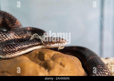 Closeup shot con il fuoco selettivo del pet testa del serpente come si getta la sua pelle. Sly serpente spargimento su struttura in pietra nel suo contenitore in vetro Foto Stock