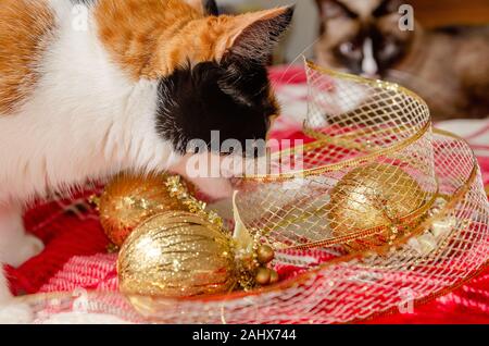 Zucca, un quattro-anno-vecchia gatta calico, mastica su oro Natale nastro come un gatto siamese gatto orologi, Dic 29, 2019, in Coden, Alabama. Foto Stock