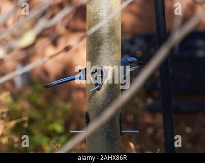 Una piscina esterna bird feeder riempito con semi di girasole ha attirato un bel Woodhouse's Scrub Jay chi si nasconde dietro di essa e guardando la telecamera. Foto Stock