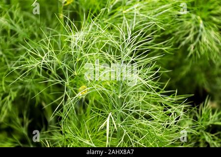 Foglie di aneto fresco contro uno sfondo verde Foto Stock