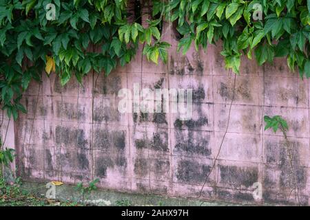 Pianta verde sul vecchio pareti rosa Foto Stock