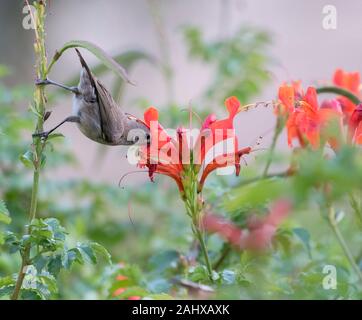 La Palestina sunbird (Cinnyris osea), femmina, alimentando sui fiori a Beer Sheva park, Israele Foto Stock