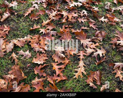Il fogliame caduto su erba verde dello sfondo. Foglie di quercia sul terreno Foto Stock