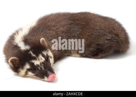 Il Iavan ferret-badger (Melogale orientalis) è un mustelid endemica di Java e di Bali, Indonesia. isolato su sfondo bianco Foto Stock