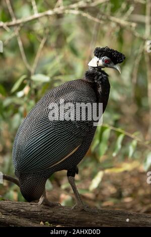 Crested le faraone, Guttera pucherani, Phinda Game Reserve Foto Stock