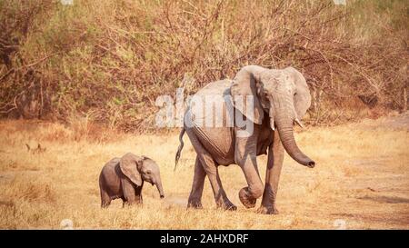 Una madre dell' elefante africano (Loxodonta africana) cammina con il suo vitello in Botswana. Foto Stock