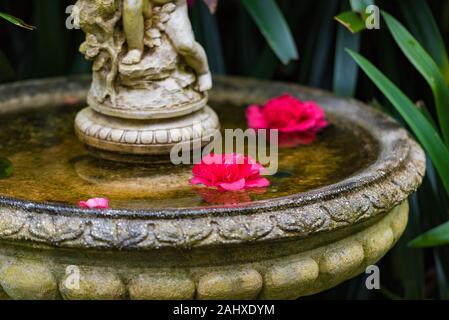Due luminosi colorati rose fiori galleggianti in fontana. Giardino sullo sfondo della natura Foto Stock