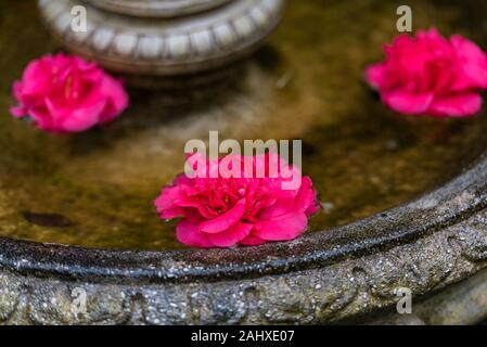 Rosa luminoso japanese camellia fiori galleggiante nella fontana di acqua Foto Stock