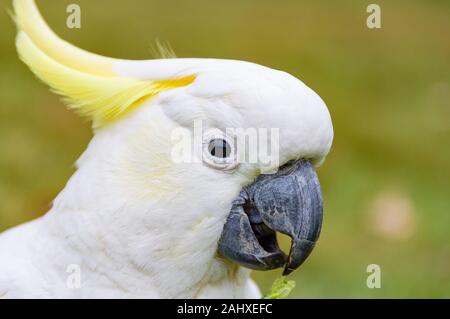 Cockatoo vicino la vista di profilo verticale. Uccelli selvatici in background Foto Stock