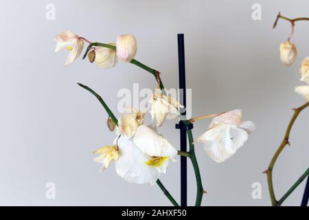 Secco, morti bianche orchidee phaleonopsis con sfondo bianco. Questi fiori utilizzati per essere una bella parte di Scandinavian decorazione della casa ma sono morti. Foto Stock