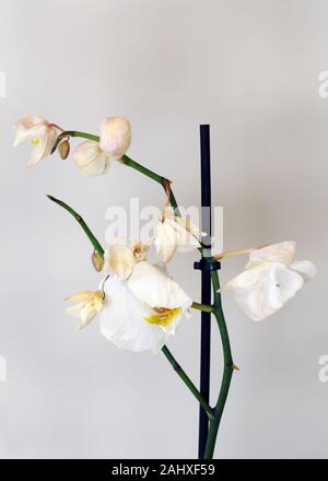 Secco, morti bianche orchidee phaleonopsis con sfondo bianco. Questi fiori utilizzati per essere una bella parte di Scandinavian decorazione della casa ma sono morti. Foto Stock