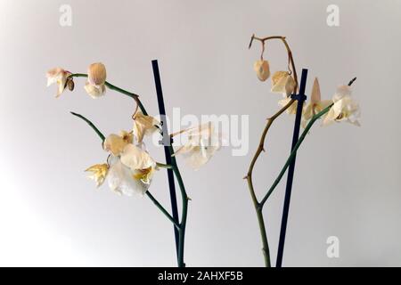 Secco, morti bianche orchidee phaleonopsis con sfondo bianco. Questi fiori utilizzati per essere una bella parte di Scandinavian decorazione della casa ma sono morti. Foto Stock