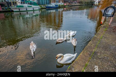 Famiglia di cigni sul fiume Wensum in Norwich al crepuscolo Foto Stock