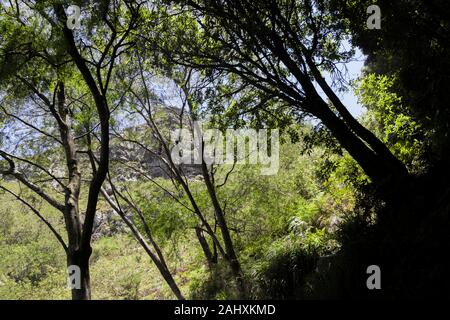 Vista tra gli alberi e le cime degli alberi su Tablemountain Parco Nazionale di Cape Town, Sud Africa. Foto Stock