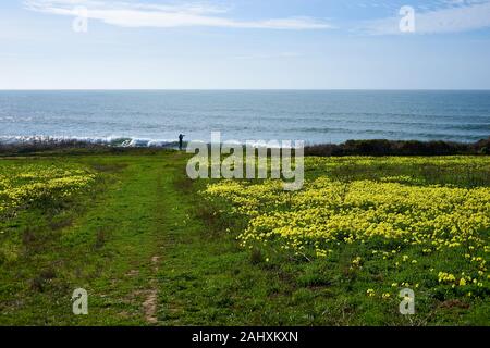 Un soleggiato e leggermente torbida giornata di gennaio con giallo fiore oxalis e a Pigeon Point Lighthouse sulla costa dell'Oceano Pacifico in Pescadero, California. Foto Stock