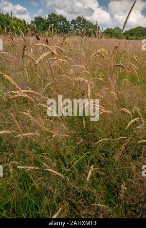 Erbe miste nel vecchio prato fiorito vicino Bruton, east Somerset. Foto Stock