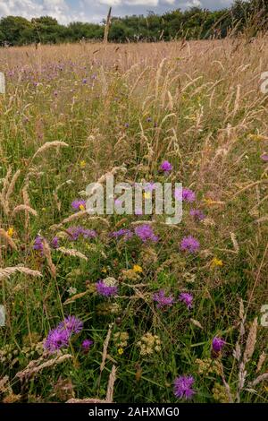 Fiorito di prato vecchio, con Fiordaliso comune, Corky a frutto grosso acqua-dropwort, Bird's-Trifoglio del piede e altri fiori. Vicino a Bruton, East Somerset. Foto Stock