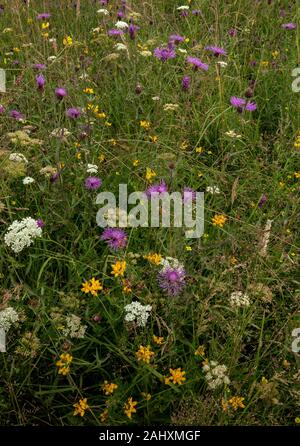 Fiorito di prato vecchio, con Fiordaliso comune, Corky a frutto grosso acqua-dropwort, Bird's-Trifoglio del piede e altri fiori. Vicino a Bruton, East Somerset. Foto Stock