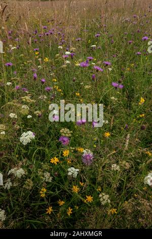 Fiorito di prato vecchio, con Fiordaliso comune, Corky a frutto grosso acqua-dropwort, Bird's-Trifoglio del piede e altri fiori. Vicino a Bruton, East Somerset. Foto Stock