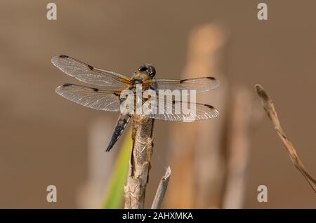 Quattro-spotted chaser, Libellula quadrimaculata, dragonfly, si insediarono sulla canna di macis da stagno, Somerset. Foto Stock