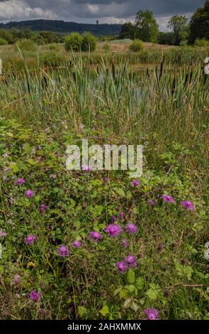 Prato fiorito vecchio, con Knapweed comune e altri fiori, accanto allo stagno con margine Reedmace. Alfred's Tower visibile oltre. Vicino a Bruton, Somerset Foto Stock