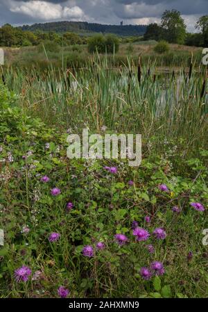 Prato fiorito vecchio, con Knapweed comune e altri fiori, accanto allo stagno con margine Reedmace. Alfred's Tower visibile oltre. Vicino a Bruton, Somerset Foto Stock