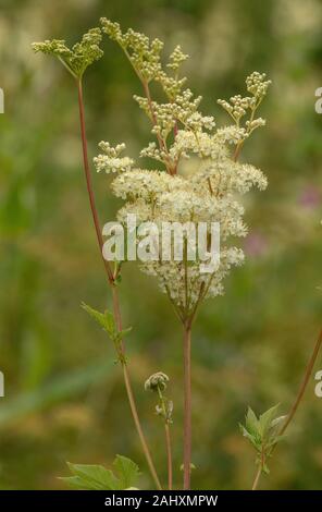 Olmaria, Filipendula ulmaria, in fiore nel prato umido, Dorset. Foto Stock