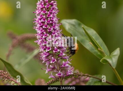 Tree bumblebee, Bombus hypnorum, su Hebe fiori nel giardino della fauna selvatica, Dorset. Foto Stock