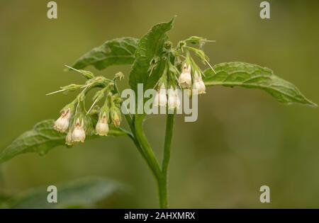 Comfrey comune, consolida, pallido forma in fiore in umido prato lungo il fiume. Il Dorset. Foto Stock