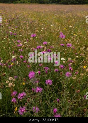 Fiorito di fieno vecchio prato - Filettatura grossa Mead - in prati Kingcombe riserva naturale, con Fiordaliso comune, il West Dorset. Foto Stock