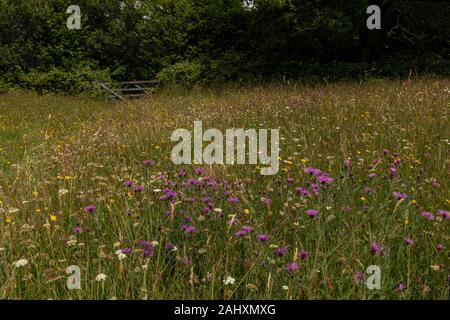 Fiorito di fieno vecchio prato - Filettatura grossa Mead - in prati Kingcombe riserva naturale, con Fiordaliso comune, il West Dorset. Foto Stock