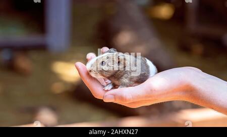 Un grazioso piccolo cavia seduta tranquillamente in una mano Foto Stock