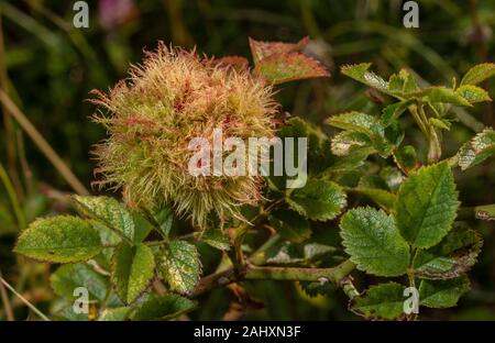 Robin's puntaspilli, Diplolepis rosae, fiele su rosa selvatica. Il Dorset. Foto Stock