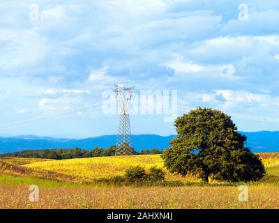Un albero di quercia in lansdscape rurale nella regione Umbria - Italia Foto Stock