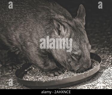 Close up di un australiano wombat mangiare, immagine resa in monotono per attirare l attenzione per il suo volto Foto Stock