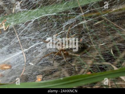 Femmina Spider a labirinto, Agelena labyrinthica, seduta sul suo imbuto, web sulla brughiera. Il Dorset. Foto Stock