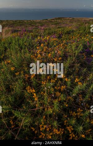 Comune di tallonamento tremava su Dwarf Gorse moorland sulla costa nord di Exmoor, vicino a Minehead. Somerset. Foto Stock