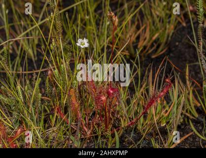 Grande Sundew, Drosera anglica, in fiore in wet bog, Purbeck, Dorset. Foto Stock