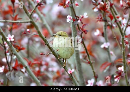 Un po' carino sparrow si siede su un ramo di una fioritura giapponese susino. Foto Stock