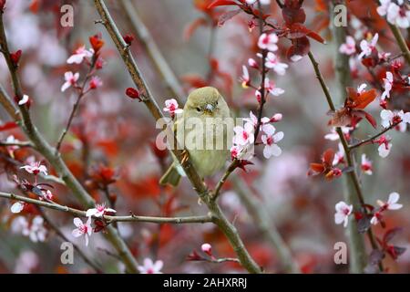 Un po' carino sparrow si siede su un ramo di una fioritura giapponese susino. Foto Stock