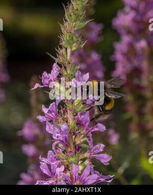 Buff-tailed bombi, Bombus terrestris, visitando Loosestrife viola Foto Stock