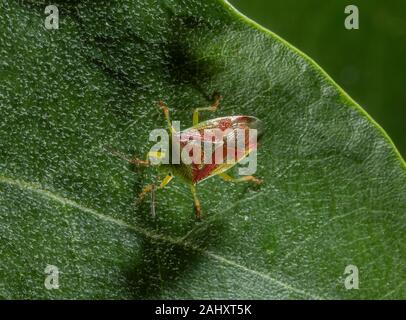 Biancospino Shieldbug, Acanthosoma haemorrhoidale, sulla foglia. Hampshire. Foto Stock