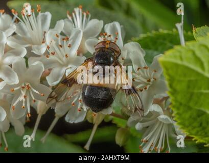 Fly pellucida, Volucella pellucens visitando i fiori di peperoni dolci bush in un giardino. Hampshire. Foto Stock