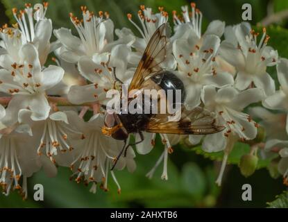 Fly pellucida, Volucella pellucens visitando i fiori di peperoni dolci bush in un giardino. Hampshire. Foto Stock