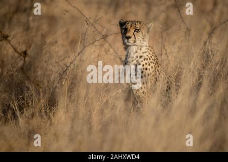 Cheetah, Acinonyx jubatus, Zimanga Game Reserve, Sud Africa Foto Stock