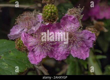 Di un bel colore rosa forma di rovo Rubus fruticosus in fiore. La Alner Gorse, Dorset. Foto Stock