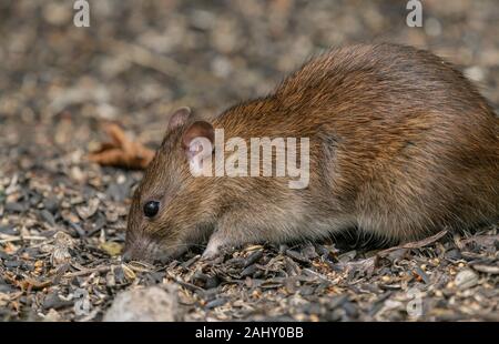 Brown rat Rattus norvegicus, alimentando al di sotto di un giardino bird feeder, Dorset. Foto Stock
