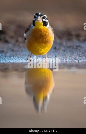 Golden-breasted bunting, Emberiza flaviventris, Zimanga Game Reserve, Sud Africa Foto Stock