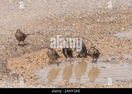 Gruppo di adulti e di bambini per gli storni comune, Sturnus vulgaris, bagno nel fango parcheggio piscina, Weymouth. Foto Stock